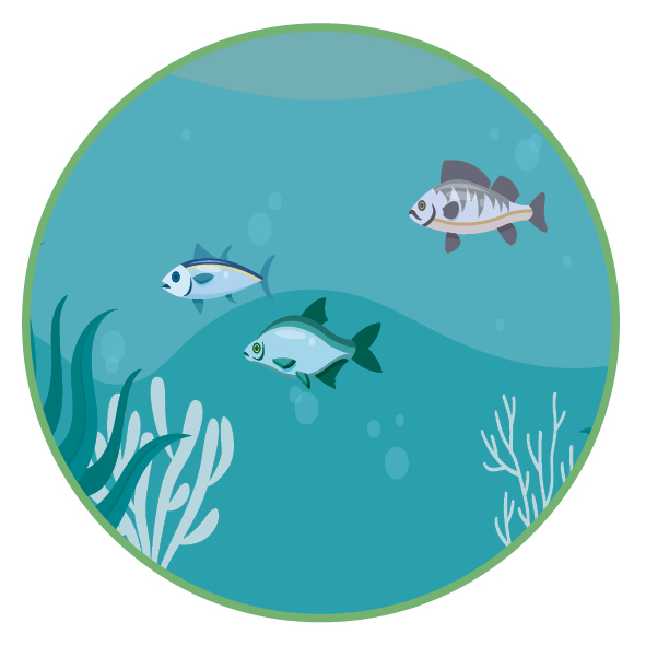 rivières de qualité et attractives