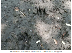 Empreinte de Castor à Bouillargues