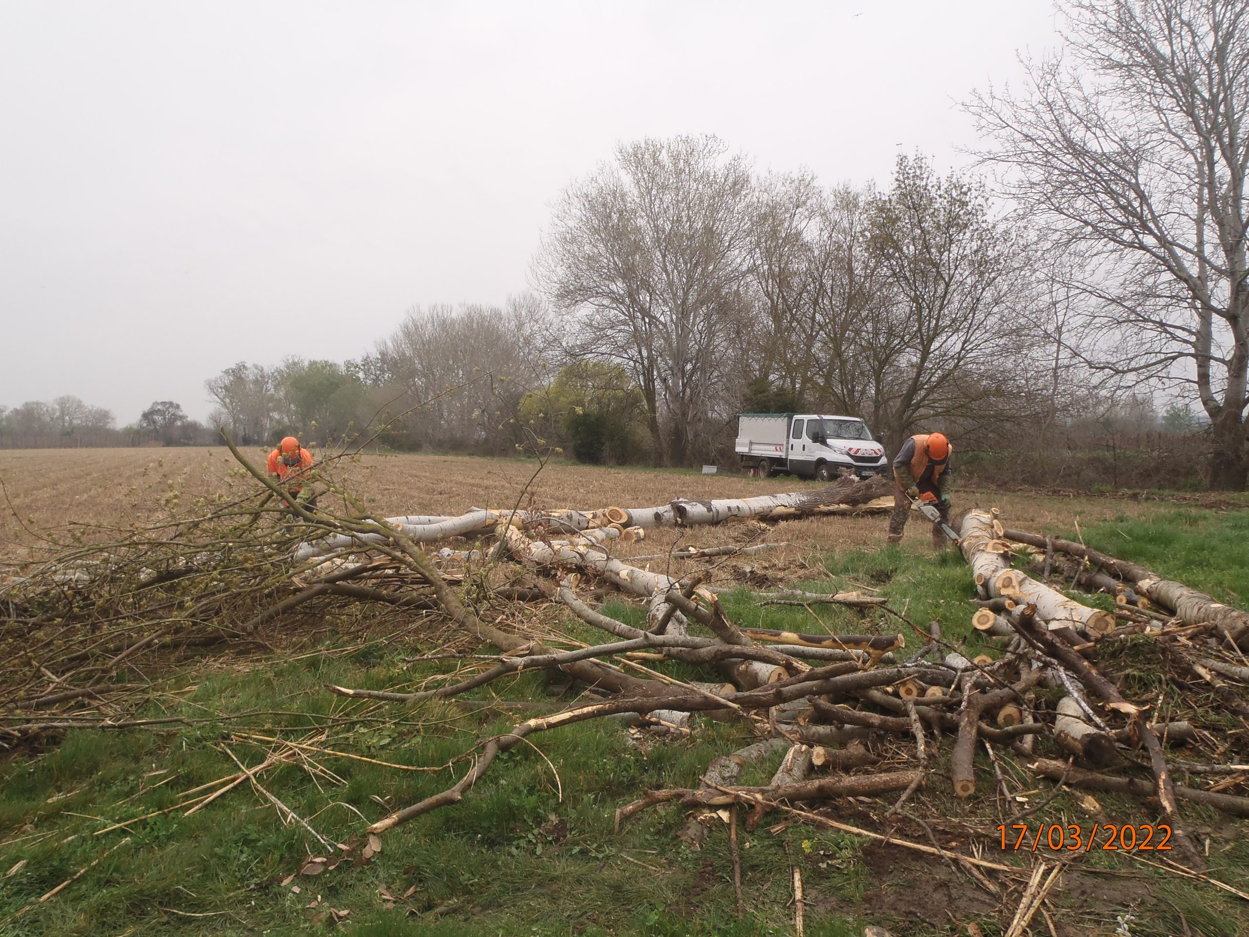 Façonnage des arbres abattus en bois de feu