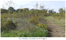 Le frelon colonise le lit majeur