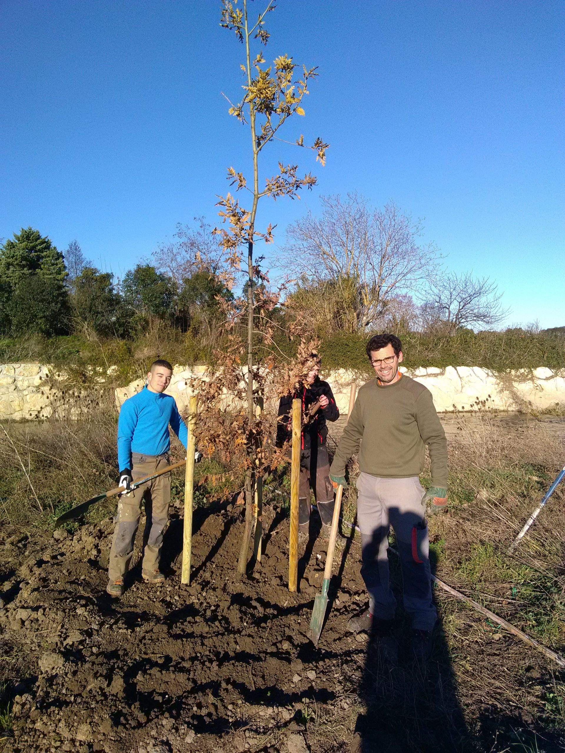 Plantation d'une haute tige en bord du Vistre à MIlhaud