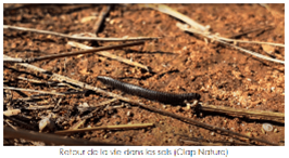 Retour de la vie dans les sols